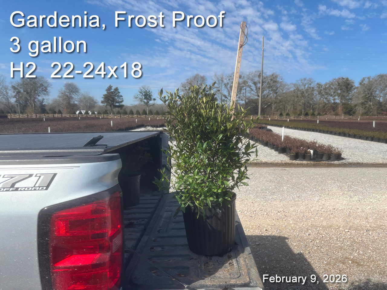 gallery/gfp3 h2 feb9.jpg